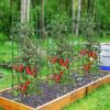40"/60" Tall Plant Support Stands with Clips and Ties